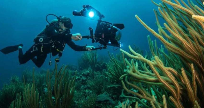 Reporta UNAM muerte masiva de corales en México Reporta UNAM muerte masiva de corales en México