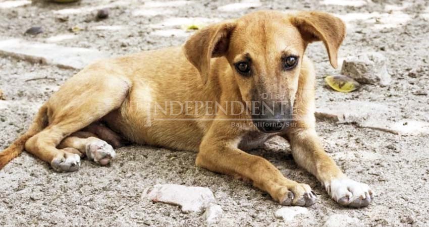 Lista la APP para el registro de mascotas en La Paz