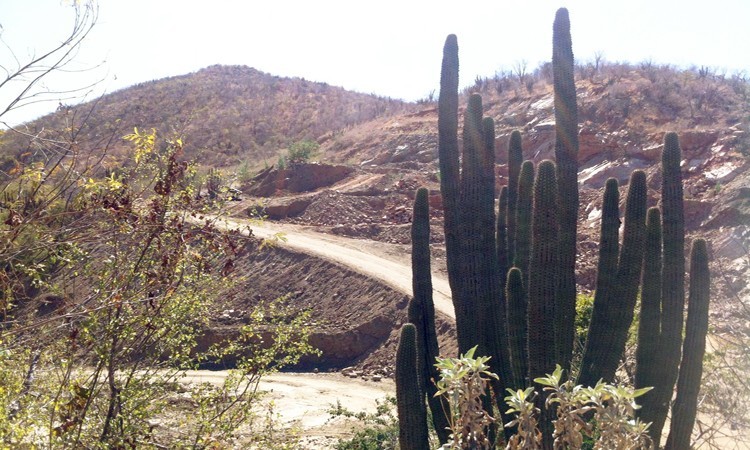 Organizaciones piden a SEMARNAT que minera Los Cardones sea cancelada definitivamente