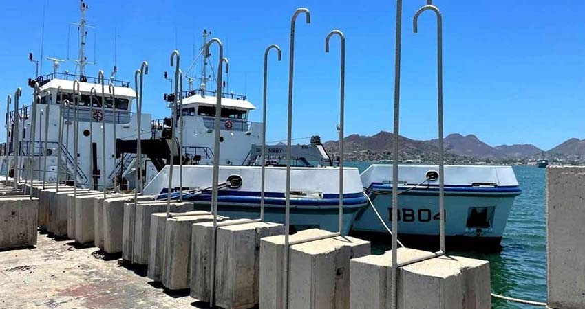 Semar incrementa bloques de cemento en santuario de la vaquita marina Semar incrementa bloques de cemento en santuario de la vaquita marina