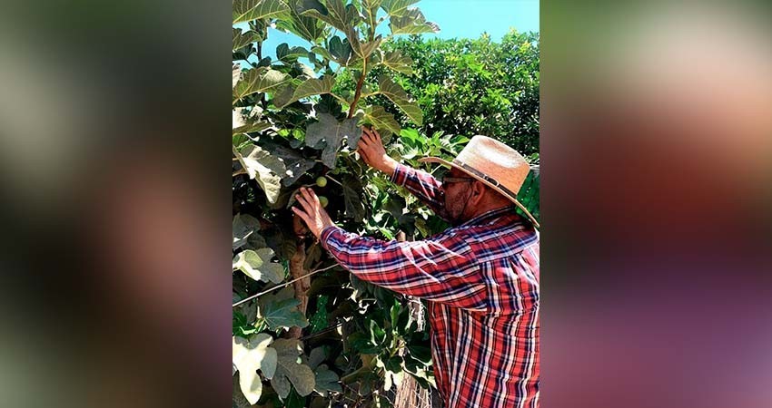Continúa SEPADA con trabajos de inspección para erradicar mosca de la fruta
