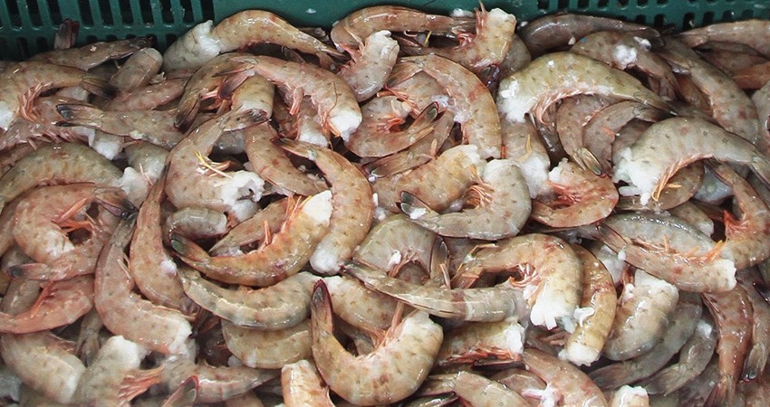 Levantan veda de camarón en Bahía Magdalena-Bahía Almejas