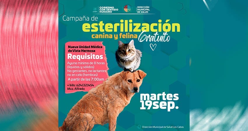 Arranca campaña de esterilización de perros y gatos en Los Cabos