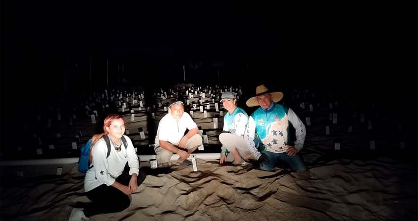 Protección a la Tortuga Marina resguarda 41 nidos de esta importante especie