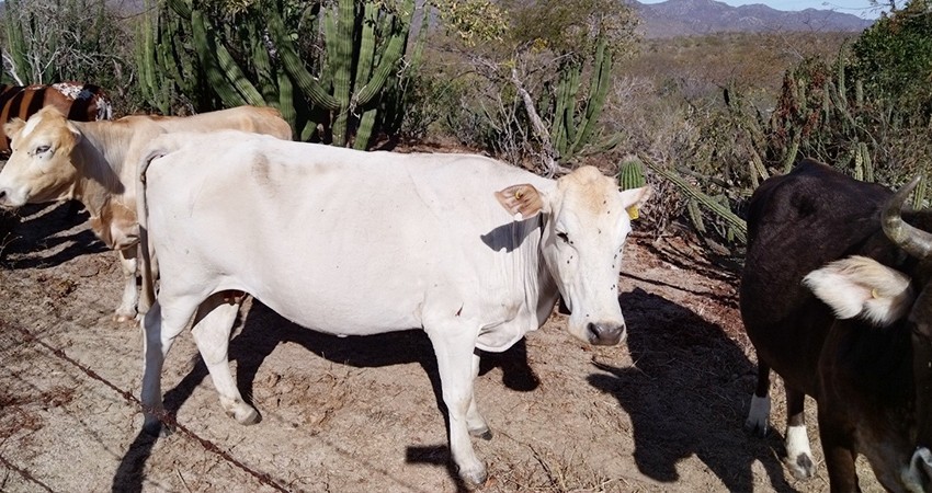Anuncian 7 MDP en sanidad animal para BCS en último trimestre del año