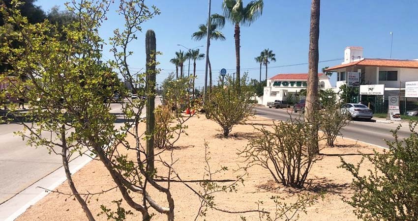 Reforesta Servicios Públicos un kilómetro de camellones del bulevar Constituyentes