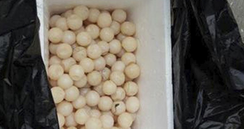 FGR obtiene sentencia condenatoria en contra de una persona por posesión de huevos de tortuga