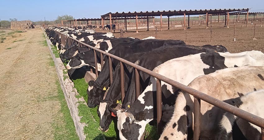 Impulsa el gobierno estatal reactivación de Cuenca Lechera de Ejidos