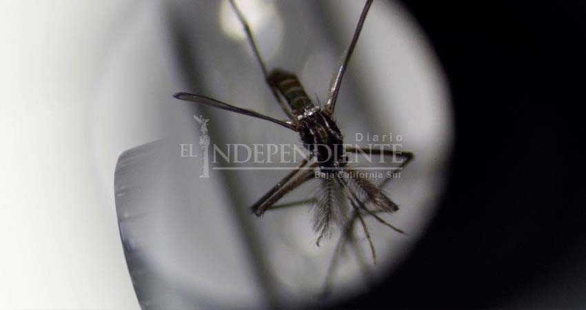 SSA ha detectado 103 casos de dengue en lo que va el 2023; se registró un fallecimiento por el virus SSA ha detectado 103 casos de dengue en lo que va el 2023; se registró un fallecimiento por el virus