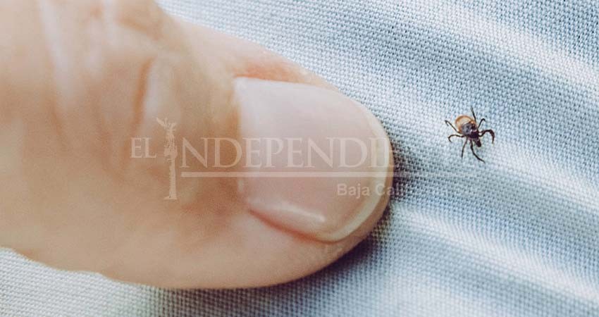 Incrementa SSA protocolos de prevención de reproducción de garrapatas en BCS Incrementa SSA protocolos de prevención de reproducción de garrapatas en BCS