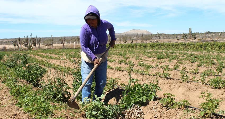 Reconoce gobierno del estado labor de la mujer rural