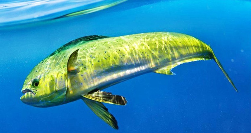 Liberación del dorado a la pesca comercial tendría un impacto terrible en las marinas turísticas: Malcolm  Shroyer