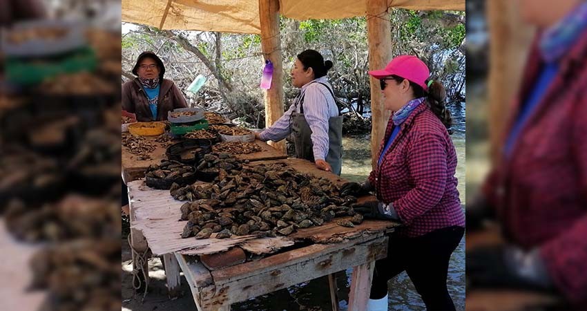 Apoya SEPADA a mujeres del sector acuícola y pesquero con más de 5 MDP