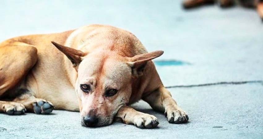 Pide PVEM cinco años de cárcel por maltrato animal Pide PVEM cinco años de cárcel por maltrato animal