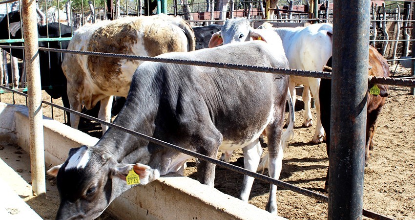 Trabaja gobierno del estado en campaña contra la garrapata Boophilus