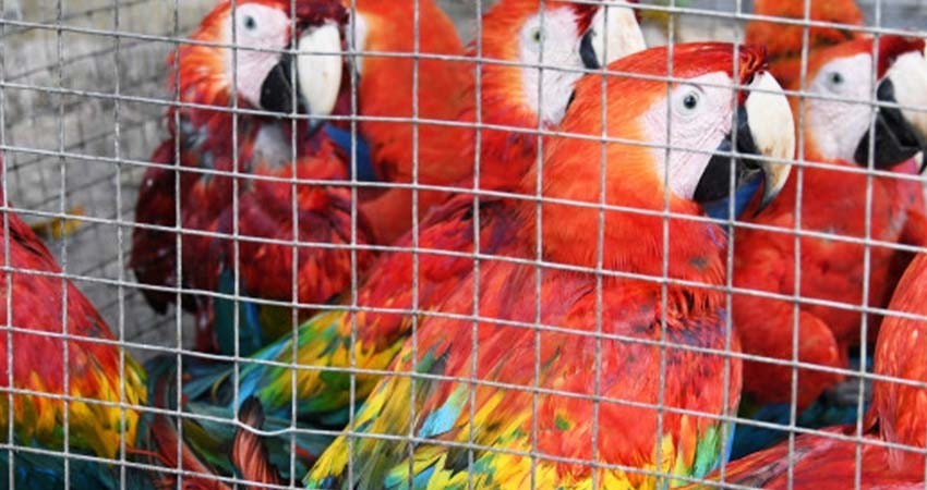 Atoran lucha para proteger especies; Semarnat rezaga expedientes Atoran lucha para proteger especies; Semarnat rezaga expedientes