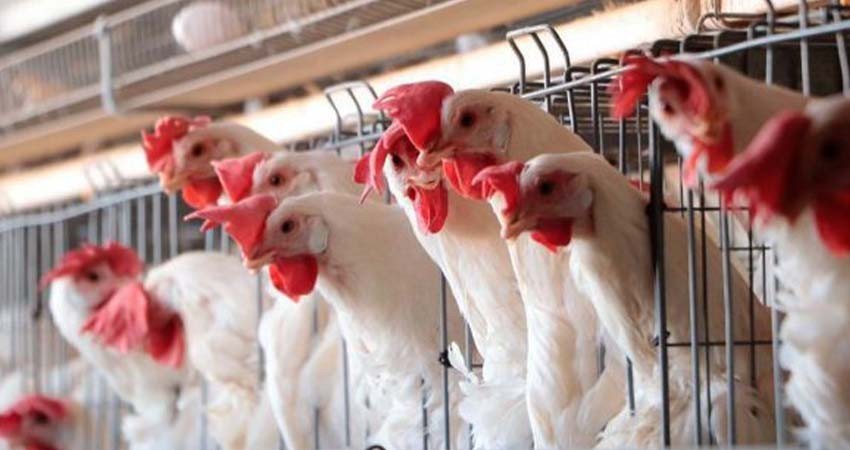 México reporta brote de gripe aviar H5N1 en dos granjas México reporta brote de gripe aviar H5N1 en dos granjas