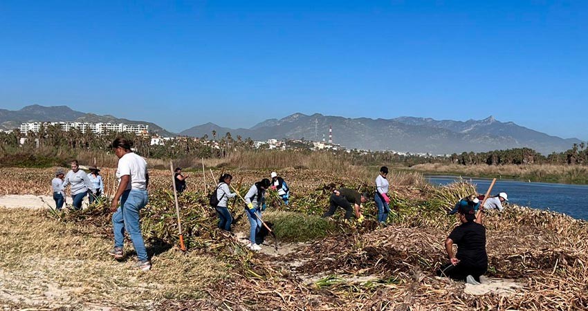 Recolectan más de 80 toneladas de lirio acuático en el Estero de San José del Cabo Recolectan más de 80 toneladas de lirio acuático en el Estero de San José del Cabo