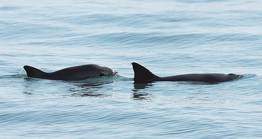 México libra sanciones por la vaquita marina México libra sanciones por la vaquita marina