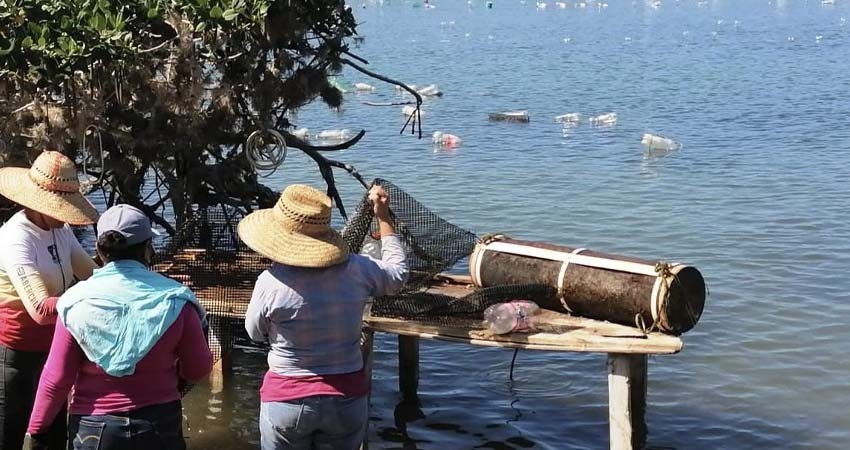 BCS, líder nacional en producción de ostión: genera 2 mil toneladas al año