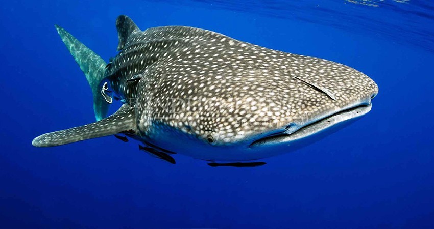 Renuevan mesa directiva de la Comisión para el avistamiento del Tiburón Ballena Renuevan mesa directiva de la Comisión para el avistamiento del Tiburón Ballena