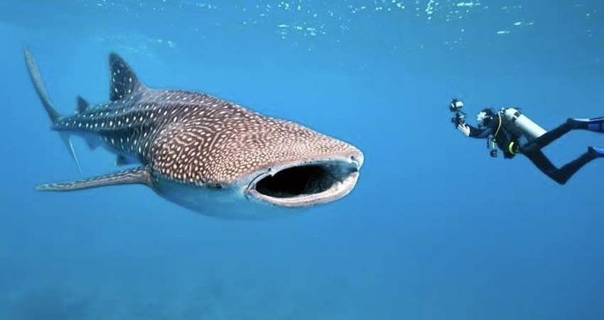 Se retrasa temporada de avistamiento del tiburón ballena por contaminación en la bahía Se retrasa temporada de avistamiento del tiburón ballena por contaminación en la bahía