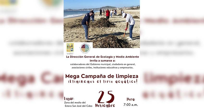 Invitan a la Mega Campaña de Limpieza “Eliminemos el lirio acuático” en el Estero de San José del Cabo
