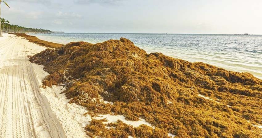 México iniciará investigaciones para combatir el sargazo y aprovechar la macroalga México iniciará investigaciones para combatir el sargazo y aprovechar la macroalga