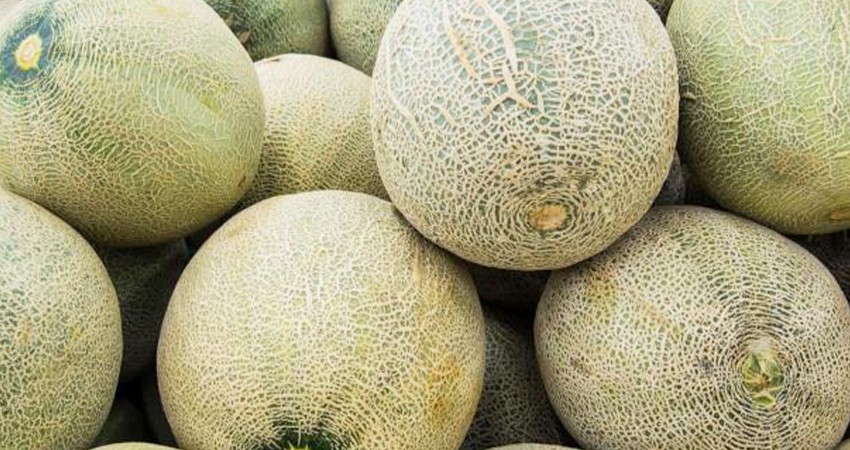 Alerta Cofepris por frutas importadas contaminadas con peligrosa bacteria Alerta Cofepris por frutas importadas contaminadas con peligrosa bacteria