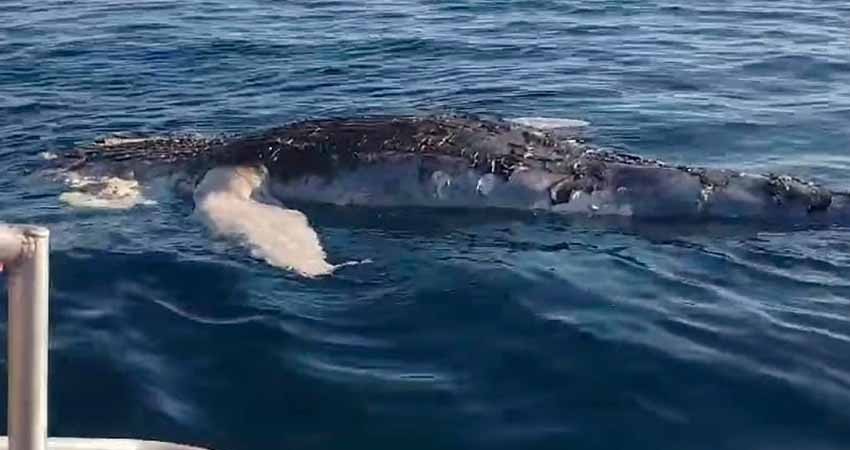 Hallan ballenato muerto en playa de Los Cabos