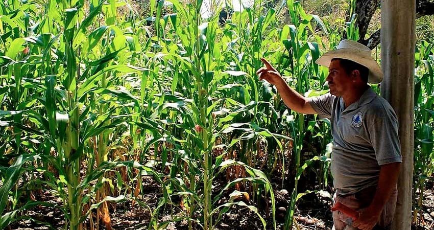 Producción de maíz se desploma 40% mientras agricultores esperan ajustes en la política rural