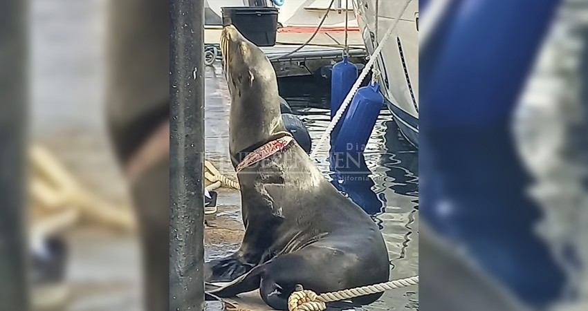 Grupo de rescate ambiental busca a lobo marino en CSL