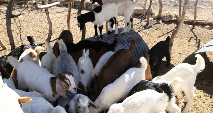 Con mejoras en el rastro municipal actualmente se reciben hasta 500 animales