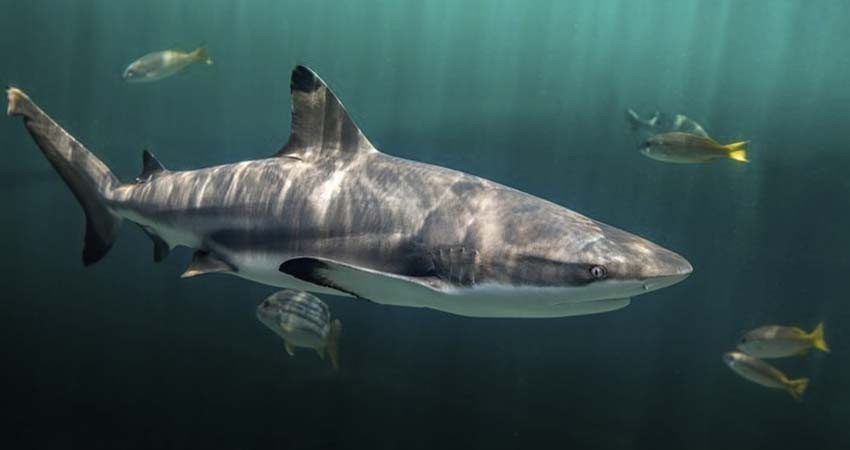 El tiburón tigre en las costas de Baja California Sur