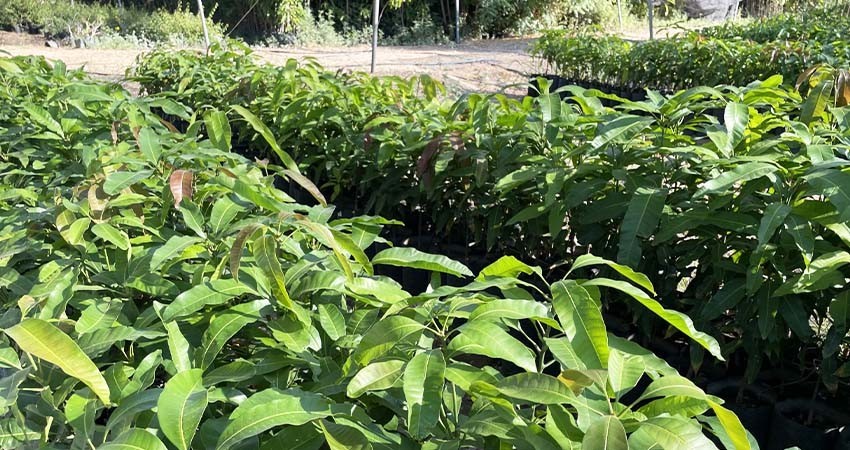 Dona Sepada más de 10 mil plantas de ornato a instituciones en BCS
