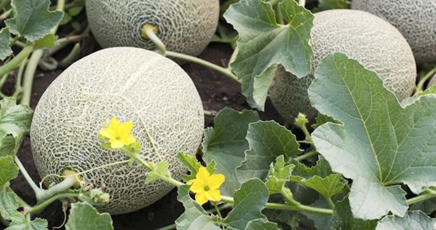 Melón sonorense está libre de salmonella, dice el gobierno de México Melón sonorense está libre de salmonella, dice el gobierno de México