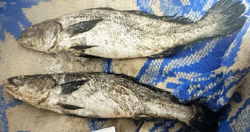 Por posesión de dos ejemplares de Totoaba dan sentencia condenatoria contra Manuel “N” Por posesión de dos ejemplares de Totoaba dan sentencia condenatoria contra Manuel “N”