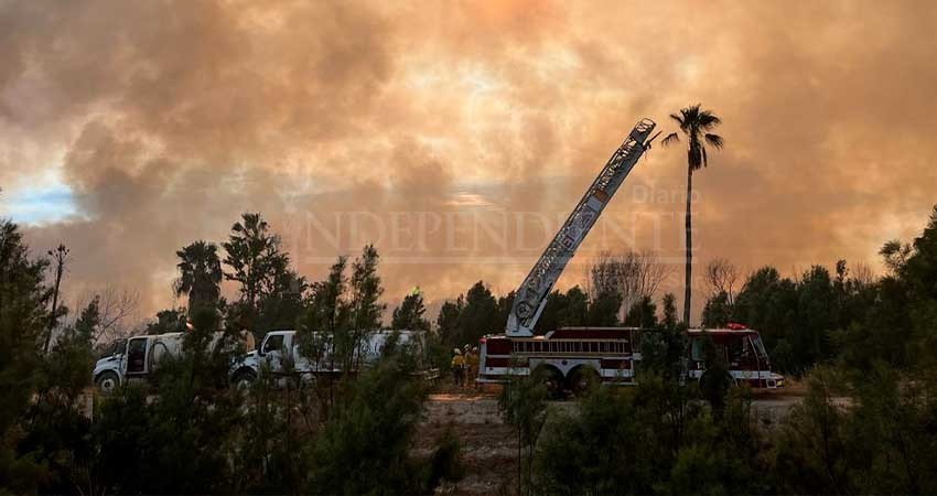 De nuevo, se incendian palmares colindantes al Estero de San José del Cabo De nuevo, se incendian palmares colindantes al Estero de San José del Cabo