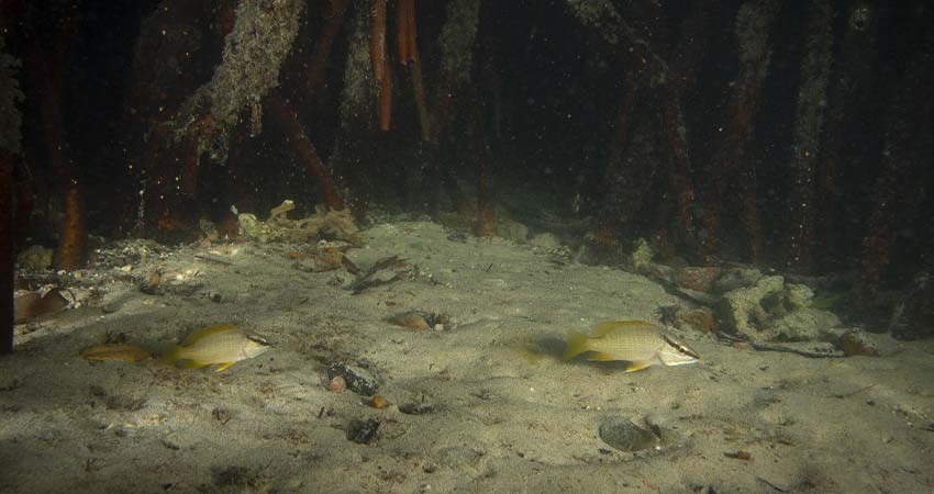 Manglares de Balandra, sitios de importancia para el reclutamiento y crianza de pargos