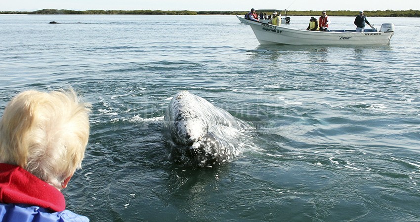 Hasta 5 mil visitantes esperan en Comondú por avistamiento de la ballena gris Hasta 5 mil visitantes esperan en Comondú por avistamiento de la ballena gris