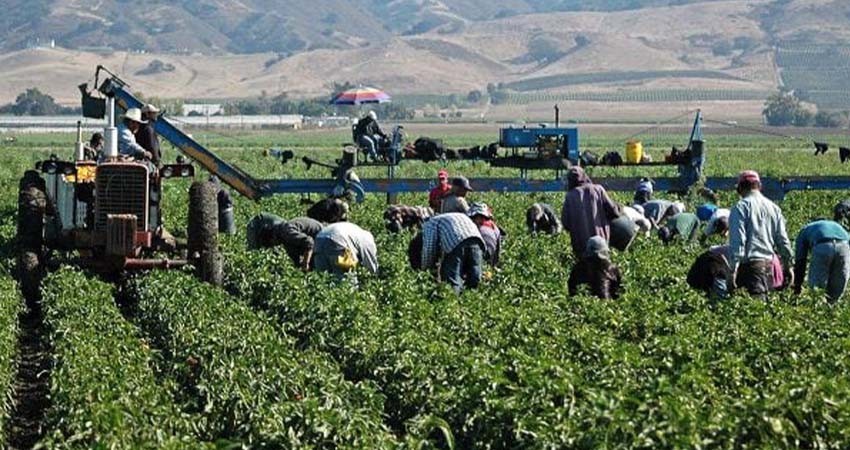 Programa de jornaleros mexicanos en Canadá cumple 50 años con 27,000 campesinos