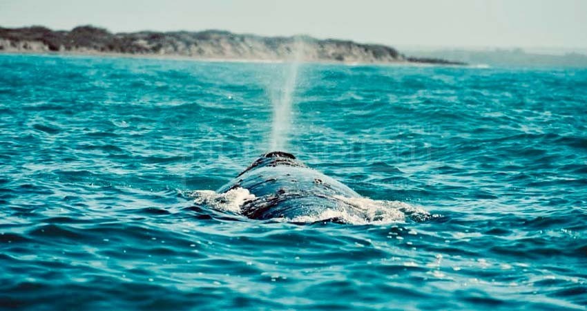 Invita SETUE al festival de la ballena gris de Puerto Adolfo López Mateos Invita SETUE al festival de la ballena gris de Puerto Adolfo López Mateos