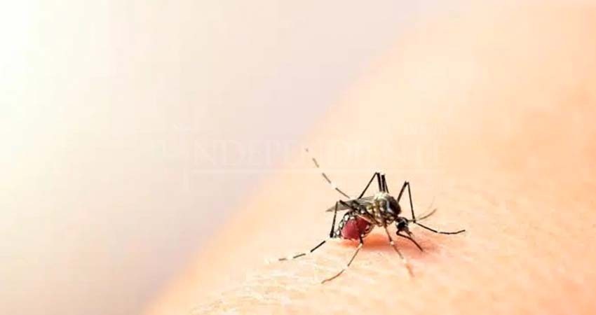 Acumula Baja California Sur 40 casos de dengue durante enero Acumula Baja California Sur 40 casos de dengue durante enero