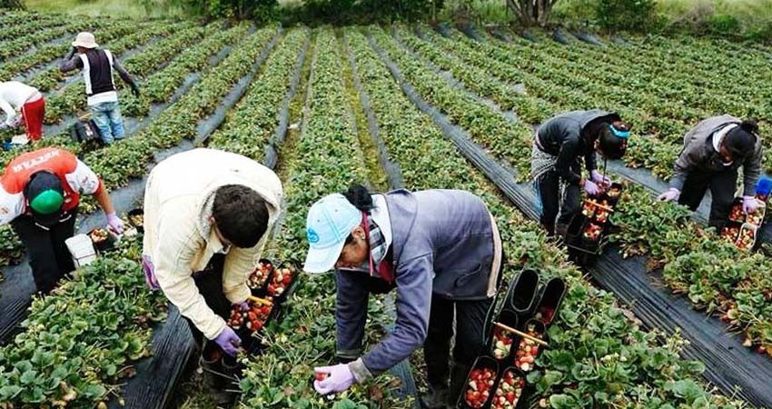 SNE BCS abre convocatoria para empleos en el extranjero; registran salarios desde 33 mil pesos