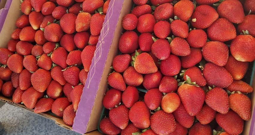 BCS, quinto lugar nacional con mayor producción de fresa