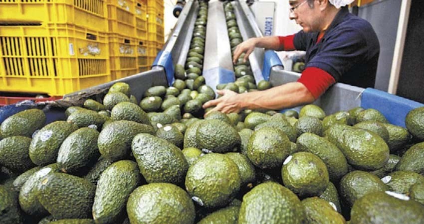 EU recibirá 15,227 toneladas de aguacate de Jalisco para el Super Bowl