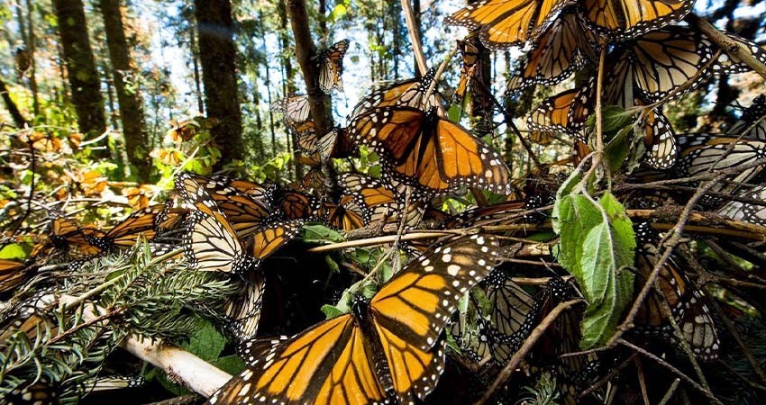 Superficie de la mariposa monarca se reduce 59% y estas son las causas