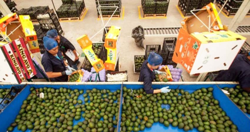 México alcanza los 51,874 millones de dólares en exportaciones agroalimentarias en 2023 México alcanza los 51,874 millones de dólares en exportaciones agroalimentarias en 2023