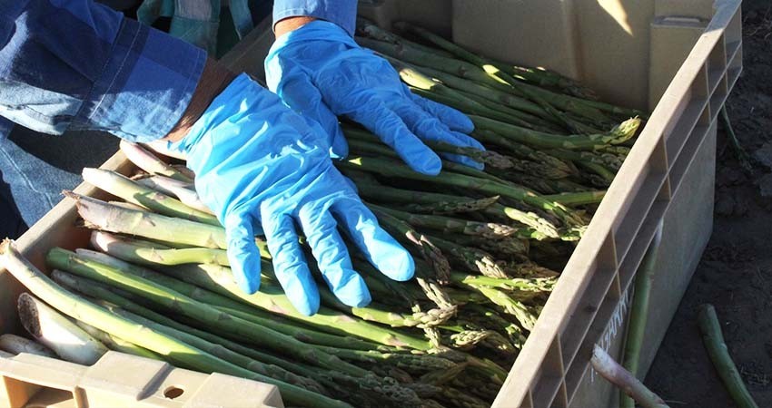 BCS, segundo lugar nacional en producción de espárrago con 30 mil toneladas al año