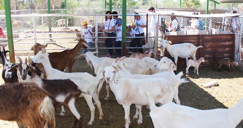 UABCS participará en el primer festival del cabrito en San Francisco de la Sierra